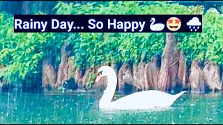 Rainfall Serenity |Magic of Nature