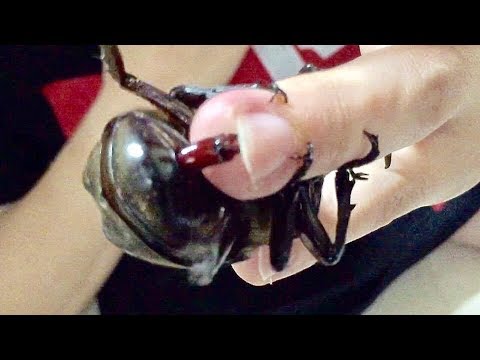 カブトムシ 交尾 オス メス 成虫 幼虫 モスラ ヘラクレス コーカサス Youtube