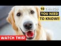 Watch this Video BEFORE getting a Golden Retriever | 10 Things You Need to Know!!