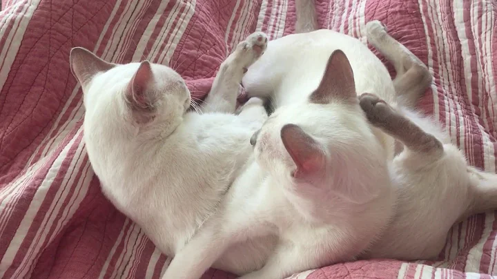 Watch the video about Elinga Tonkinese Cattery - fight into sleep