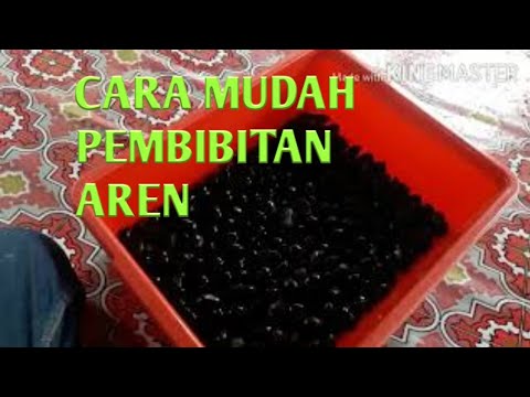 Video: Pembibitan Buah Utara Di Distrik Lomonosov