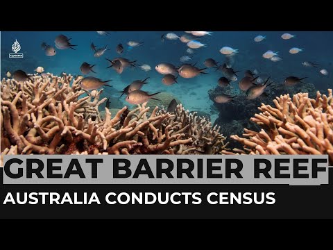 Australia conducts census of the Great Barrier Reef