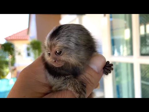 Video: Apa itu monyet jari?