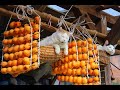 しろと干し柿作り Dried persimmon and cat 191120