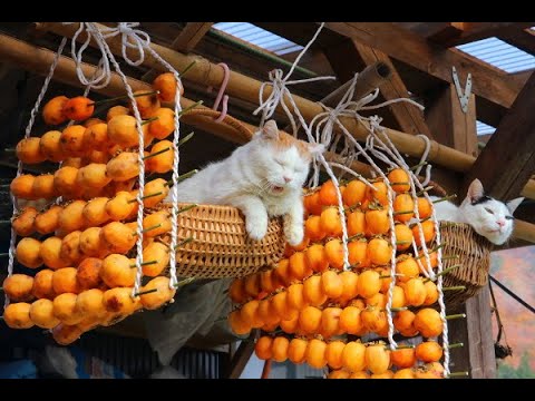 しろと干し柿作り-dried-persimmon-and-cat-191120