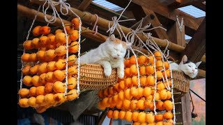 しろと干し柿作り Dried persimmon and cat 191120