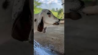 latest trending cow calf video #amazing #shorts #trending#video #calf #pets #animals Vet pet zone