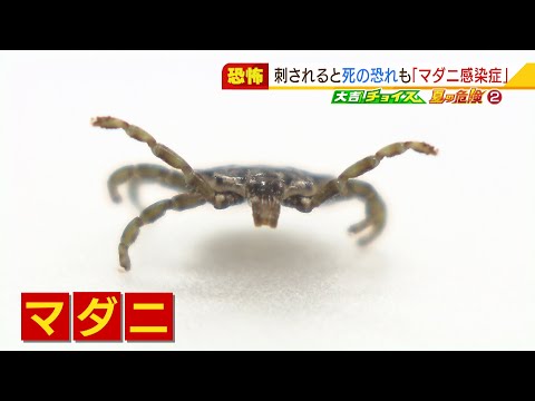 【特集】草むらに潜む「マダニ」その生態と刺されないための対策は？感染症で死に至るケースも...(2021年8月10日)