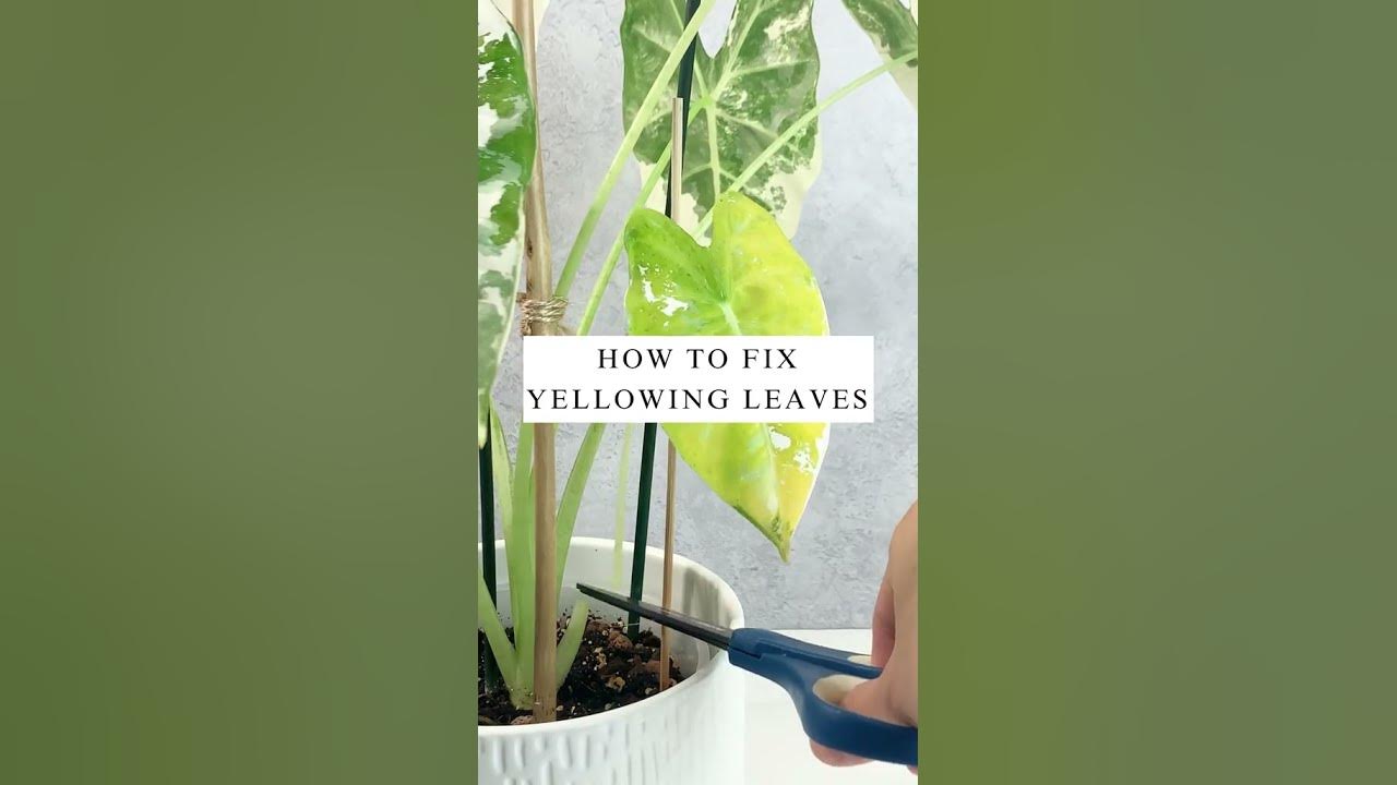 How To Fix Yellowing Leaves plantcare houseplants planttips YouTube