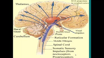 Psyc 2301 Chapter 2 Biology and the Brain
