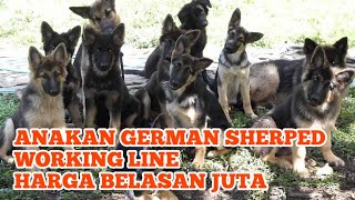 ANAKAN HERDER WORKING LINE INI HARGANYA SAMPAI BELASAN JUTA