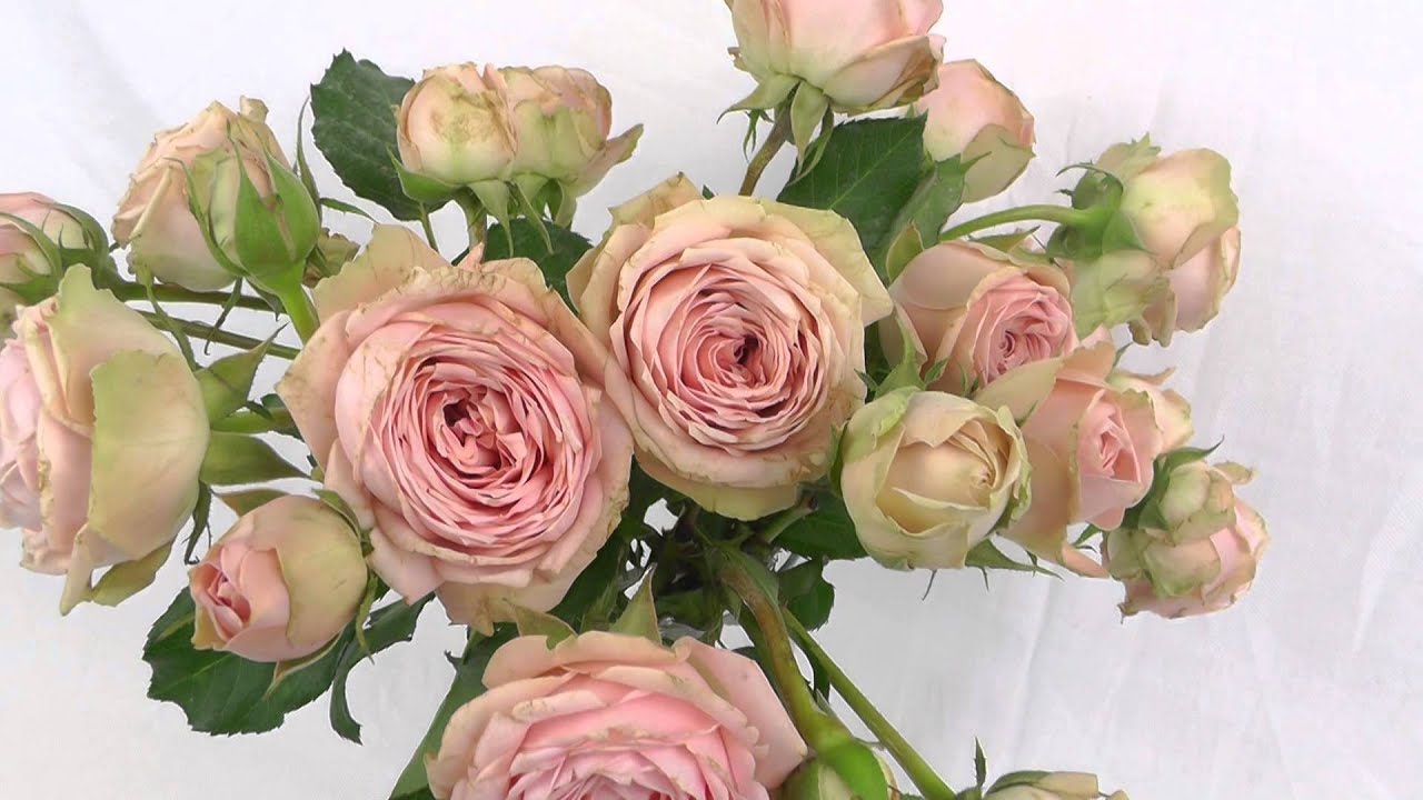Leandra Spray Roses Spray Garden Roses