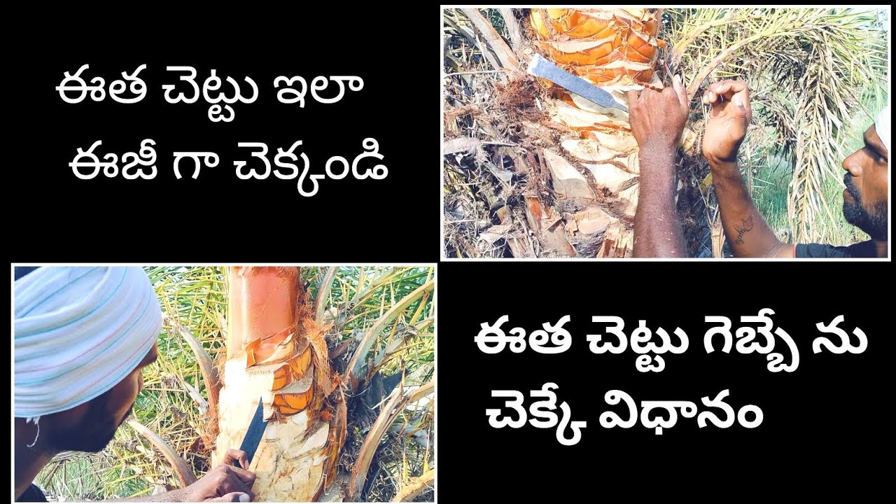 #ఈత_చెట్టు_గెబ్బె_ఇలా_ఈజీ_గా_చెక్కండి