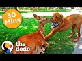 30+ Minutes Of The Oddest Couples You&#39;ve Ever Seen | The Dodo