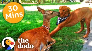 30+ Minutes Of The Oddest Couples You've Ever Seen | The Dodo