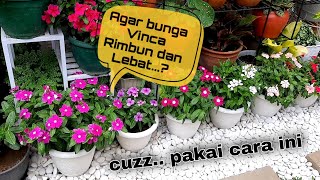 Merawat Vinca agar Rimbun dan Berbunga Lebat