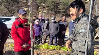 청송 다축(구욧,2축 동) 연구 학습 조직 모임, 김종성 회원(청송군 안덕면 고와리) 2축 과원에서 윤인섭님 현장 설명회를 실시 하였다.