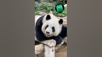 Take a nap with panda. Try not to laugh!  Sleeping relaxation.