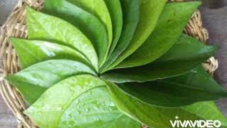 Healthy snack beetle leaf with burfi