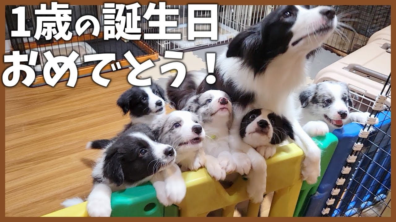 【祝】いとっ子1歳の誕生日おめでとう♪【ボーダーコリー】
