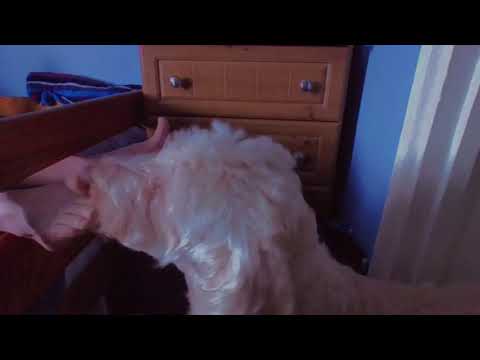 dog licks feet teasser 2