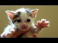 Abandoned homeless kitten - First bath for street kitten