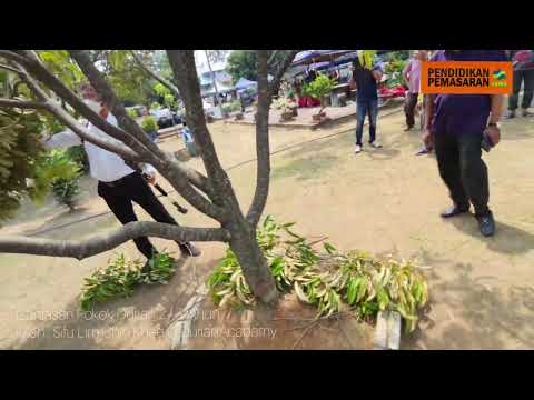 Video: Mengapa Pokok Quince Saya Tidak Berbuah: Sebab Pokok Quince Tidak Berbuah