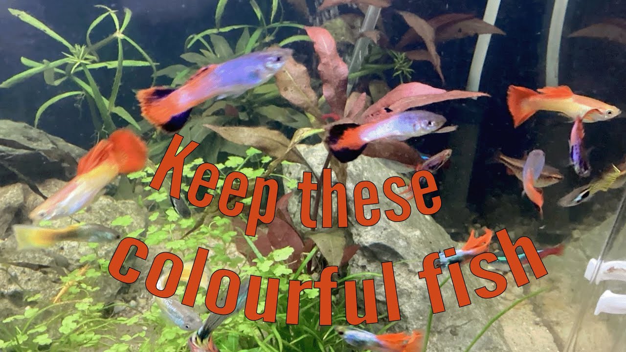 How to keep Guppies YouTube