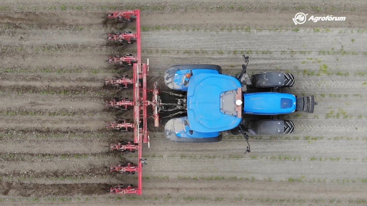 Mechanikus gyomirtás kukoricában - Nyolcsoros kultivátor a bácsai földeken