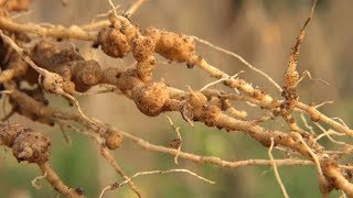 Managing root knot nematodes in vegetables (Summary)