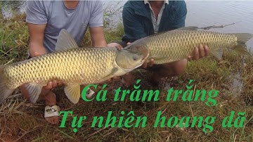 Câu lancer 2 cá trắm MAX PHÊ hồ tự nhiên Đăk B