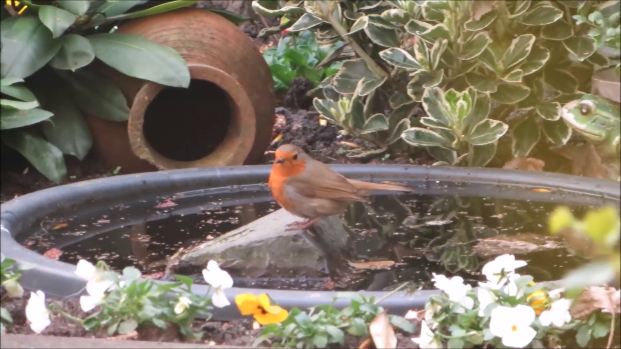 Gefladder - Roodborst van minivijver naar vogelbad