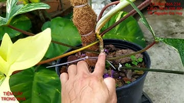 Thông tin về cây én xanh, én var - PHILODENDRON FLORIDA. cách trồng và chăm sóc, báo giá từng loại