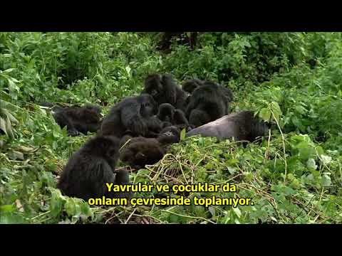 Dağ Gorili / Mountain Gorilla - 1992 (Türkçe Alt Yazılı Belgesel) - HD 720p / Çeviri: gitarisyen