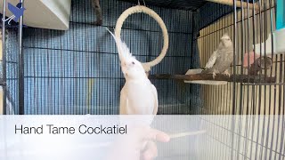 Hand Tame Albino Cockatiel | beautiful Albino Cockatiel | Albino Cockatiel Female | Tame Cockatiels