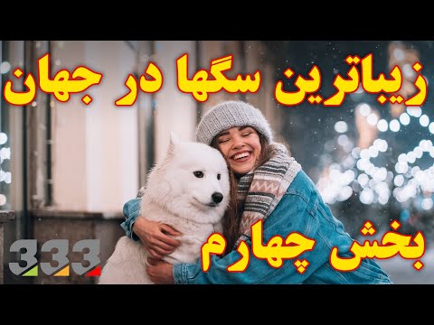 تصویری: چه نژادهای سگ همراه هستند