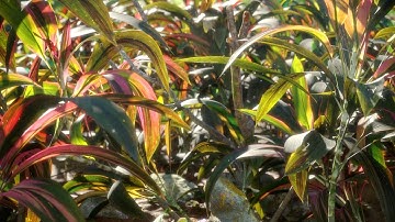 C4D R26 / Redshift 3.5 - Translucency and  Back-Lighting Effect