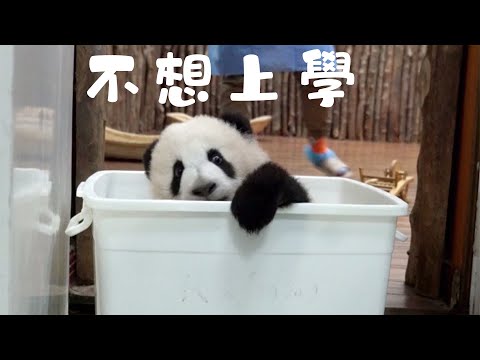《熊貓早晚安》看來天下小孩子都一樣不想上學 | iPanda熊貓頻道