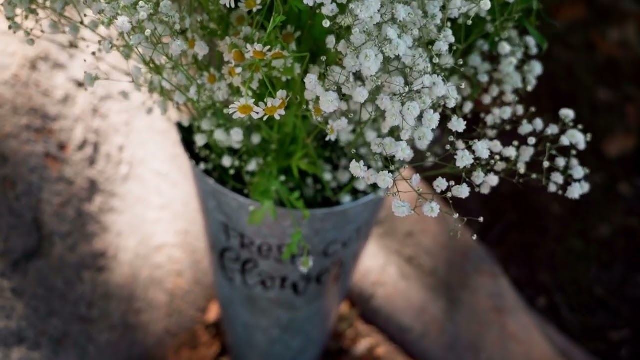 Pink Purple Flower | 4K Video | Nature Non Copyright | Royalty Free Video | Non Copyright Video