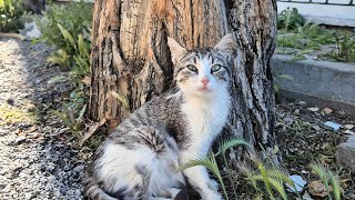 Cute stray kitten missing one paw