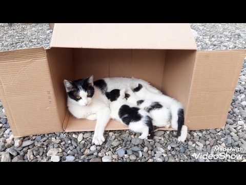 Yavrularını emziren anne kedi