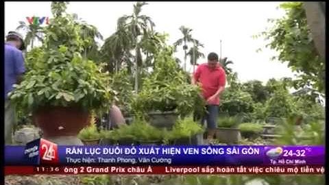 Video: Rắn Lục Đuôi Đỏ Bò Vào Nhà Dân Tại Tp.hcm