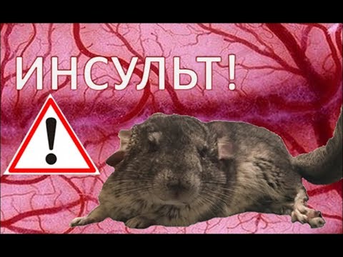 Видео: Дефицит комплекса витаминов B у шиншилл