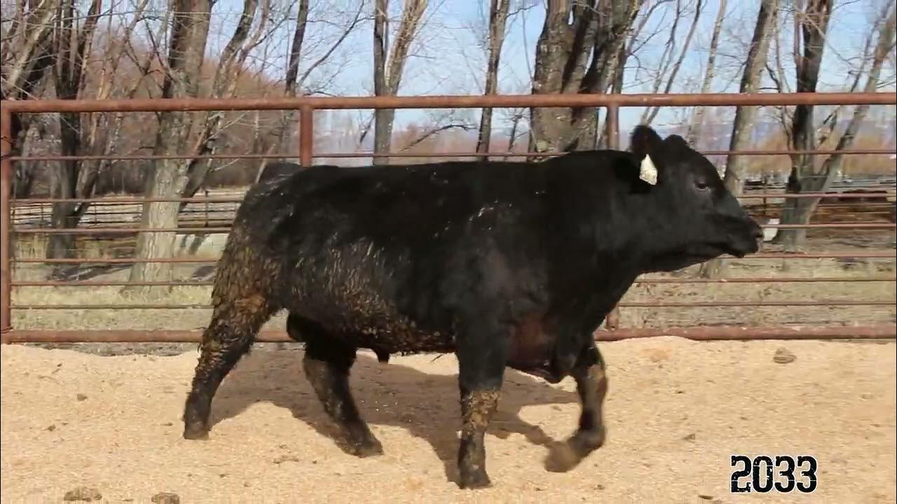 cj2033