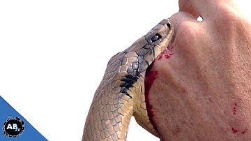 Python Attacks Me Again! SnakeBytesTV -  Ep. 397: AnimalBytesTV