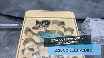 How to properly move your ant colonies to a new setup