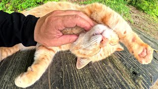 Cat shows belly to human and gets massaged