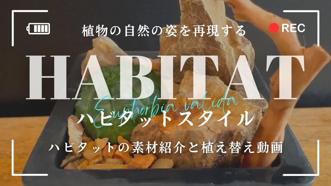vol.2【ハビタットスタイル】植物の現地風景を鉢に仕立てる