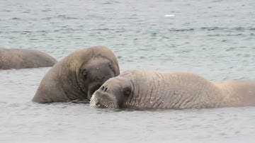 The Walrus 4K ULTRA HD