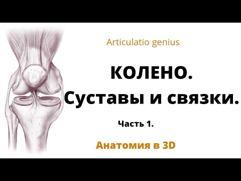 Коленный сустав. Связки, бурсы и фасции колена. Часть 1. Краткая 3D анатомия.
